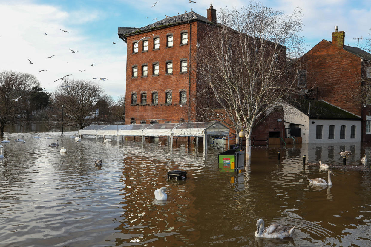 Swans swimming on flood water in Worcester City Centre as River Severn burst its banks following  heavy rain. 15/01/2023