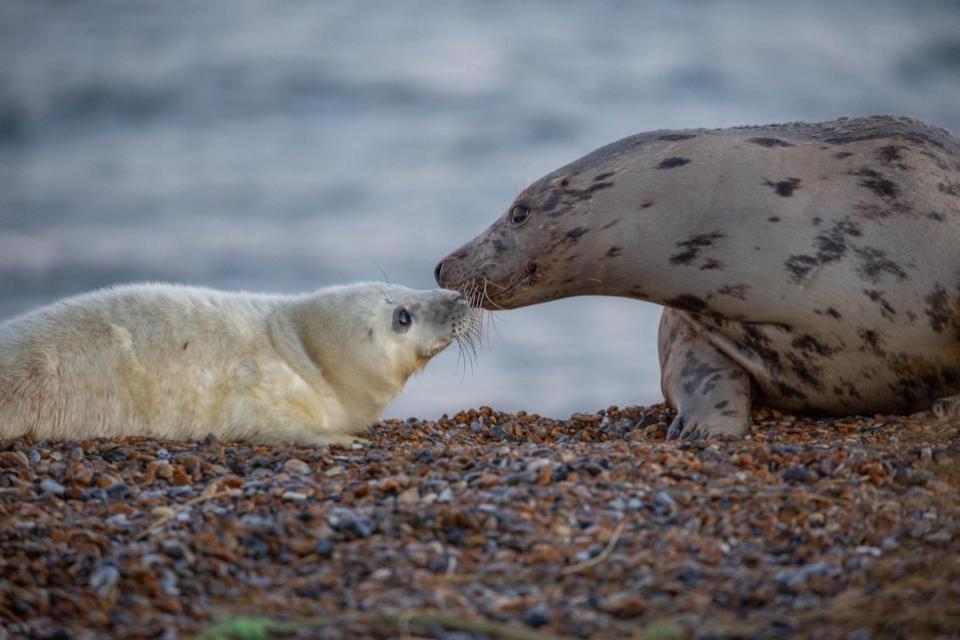 Eastern Daily Press: Eine Mutter und ihr Welpe am Blakeney Point