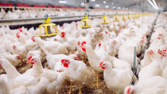 Chickens in a massive farm.