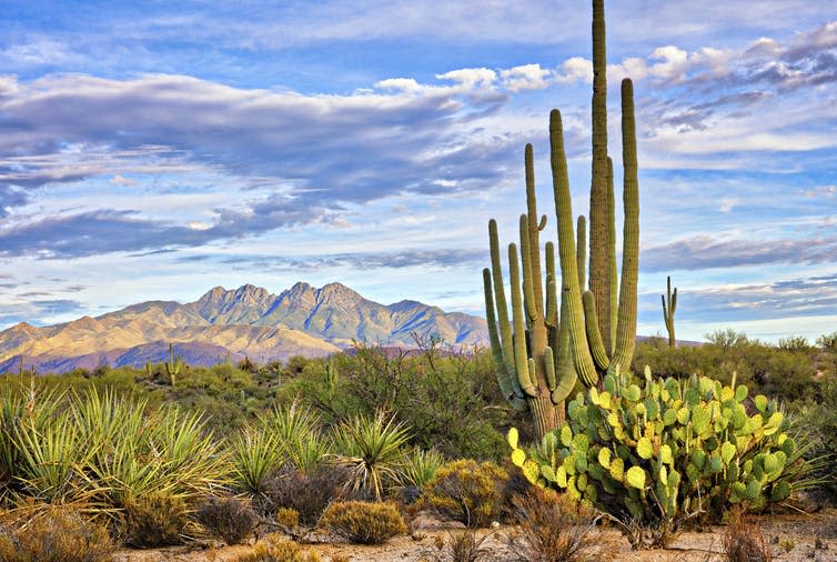 <span class="caption">Saguaro cactuses – climate change and invasive plants are causing wildfires where they have no natural history.</span> <span class="attribution"><a class="link " href="https://www.shutterstock.com/image-photo/saguaro-four-peaks-near-phoenix-arizona-547265233?src=4O7GpKSeMBgXrtX5NpvO5g-1-8" rel="nofollow noopener" target="_blank" data-ylk="slk:Anton Foltin/Shutterstock;elm:context_link;itc:0;sec:content-canvas">Anton Foltin/Shutterstock</a></span>