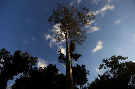 A Seringueira rubber tree, which is native to the Amazon rainforest, stands in Chico Mendes Extraction Reserve in Xapuri, Acre state, Brazil, June 24, 2016. REUTERS/Ricardo Moraes