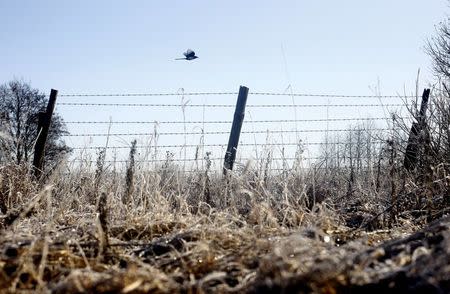 A magpie flies over a barbed wire fence at the 30 km (19 miles) exclusion zone around the Chernobyl nuclear reactor near the abandoned village of Babchin, Belarus, February 18, 2016. REUTERS/Vasily Fedosenko