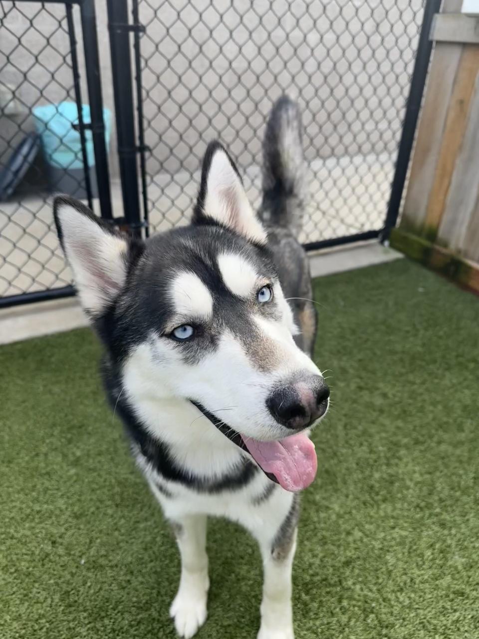 Gumbo is a Siberian Husky mix available for adoption at Greenhill Humane Society.
