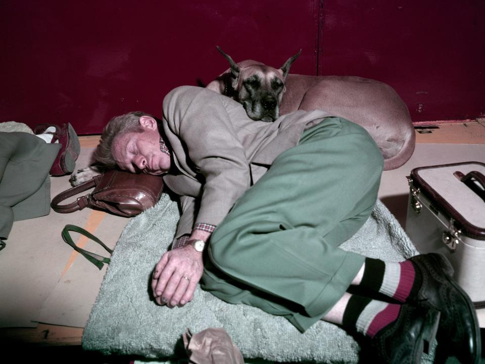 A man naps with his great Dane at the Westminster dog show at Madison Square Garden in 1957.