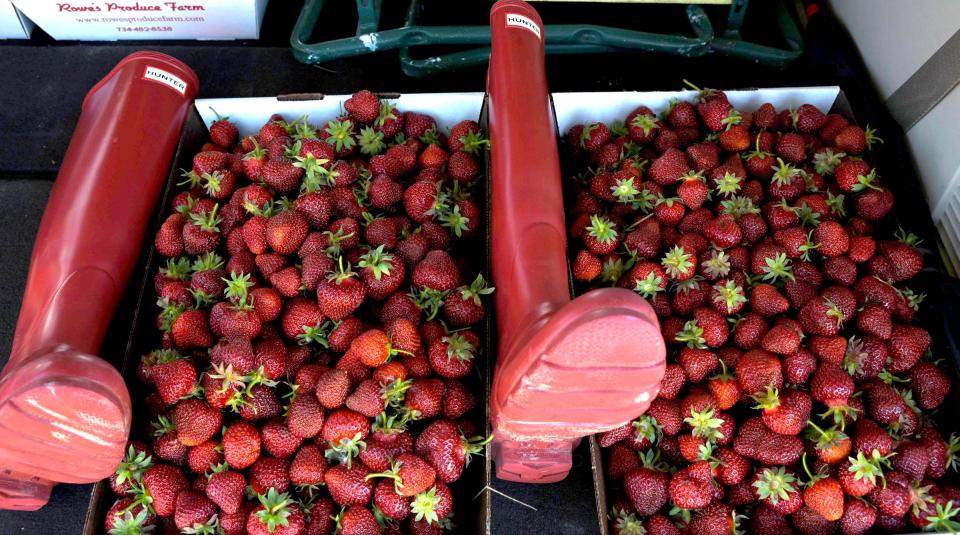 Two bushel of strawberries in the trunk of a customer picked from one of the biggest U-pick farms, in the state of Michigan at Rowe's Produce Farm in Ypsilanti on June 8, 2022.