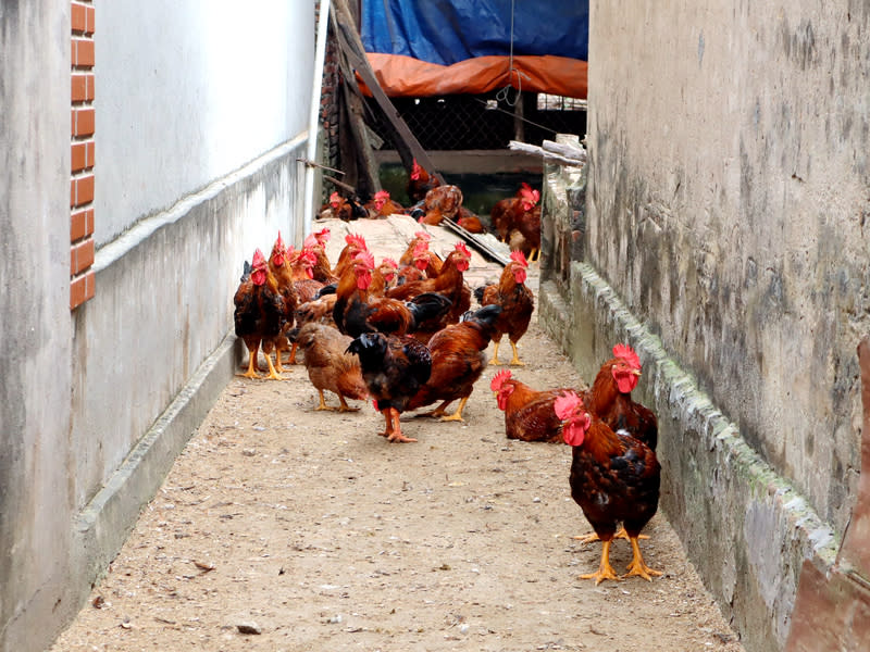 越南首例人感染A/H9禽流感 越南衛生部6日通報當地首例A/H9禽流感患者。住在 郊區或鄉下的越南民眾有在住家附近飼養家禽的習 慣，圖為河內市郊一戶人家所飼養的雞群。 中央社記者陳家倫河內攝  113年4月6日 