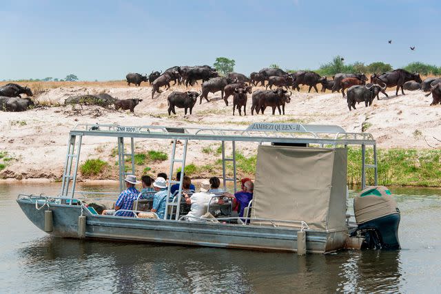 <p>COURTESY OF ZAMBEZI QUEEN BY MANTIS</p> Guests of the Zambezi Queen take a game drive by tender.