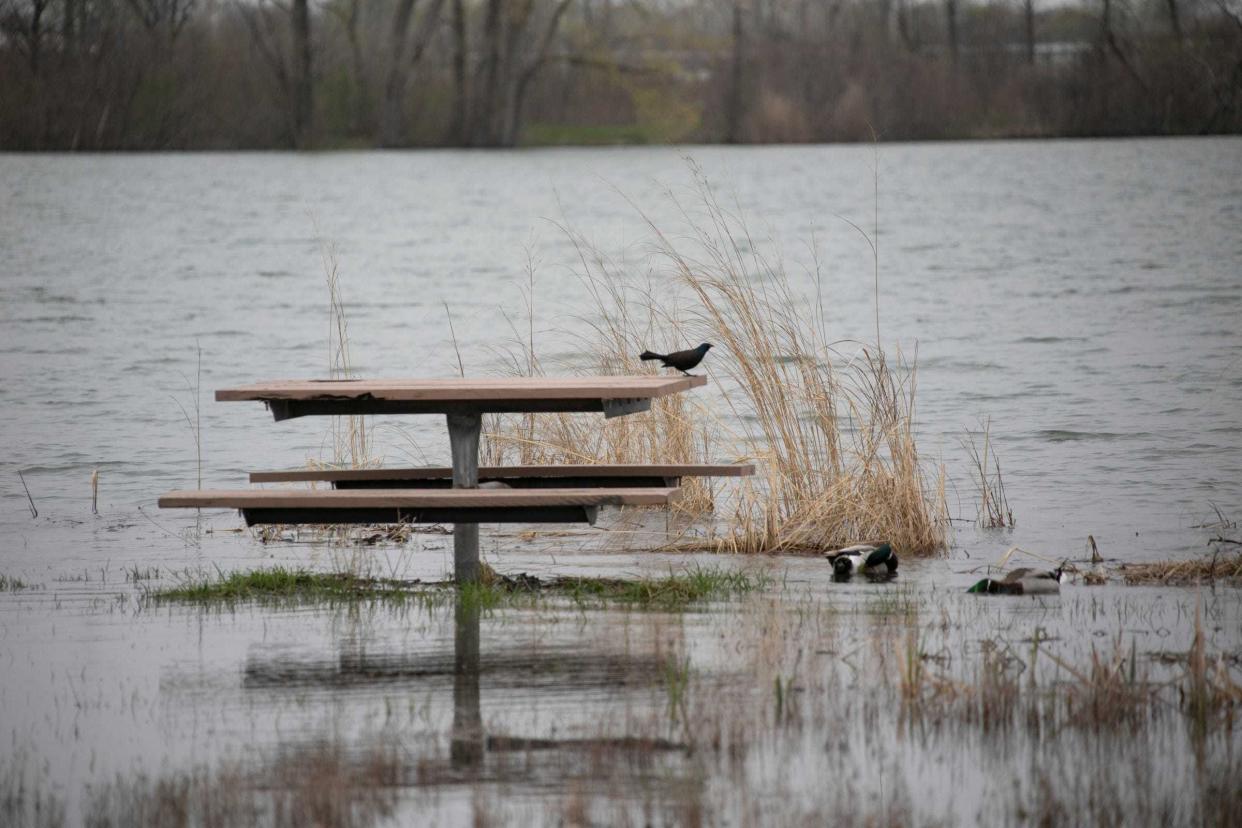 High waters flood picnic areas at the Blue Heron Lagoon on Belle Isle on Thursday, May 2, 2019.