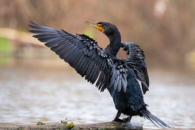 The double-crested cormorant is a blackish brown bird, with a bald, light yellow face and dark beak with a hook on the end of the top beak, which aids in capturing their prey.