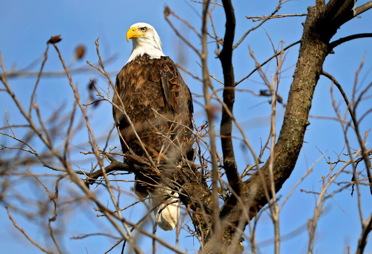 A bald eagle sits at Lake Overholser in Oklahoma City on Jan. 4, 2024. A man is set to plead guilty to killing over 3,000 protected birds, including bald eagles, in federal court in Montana.