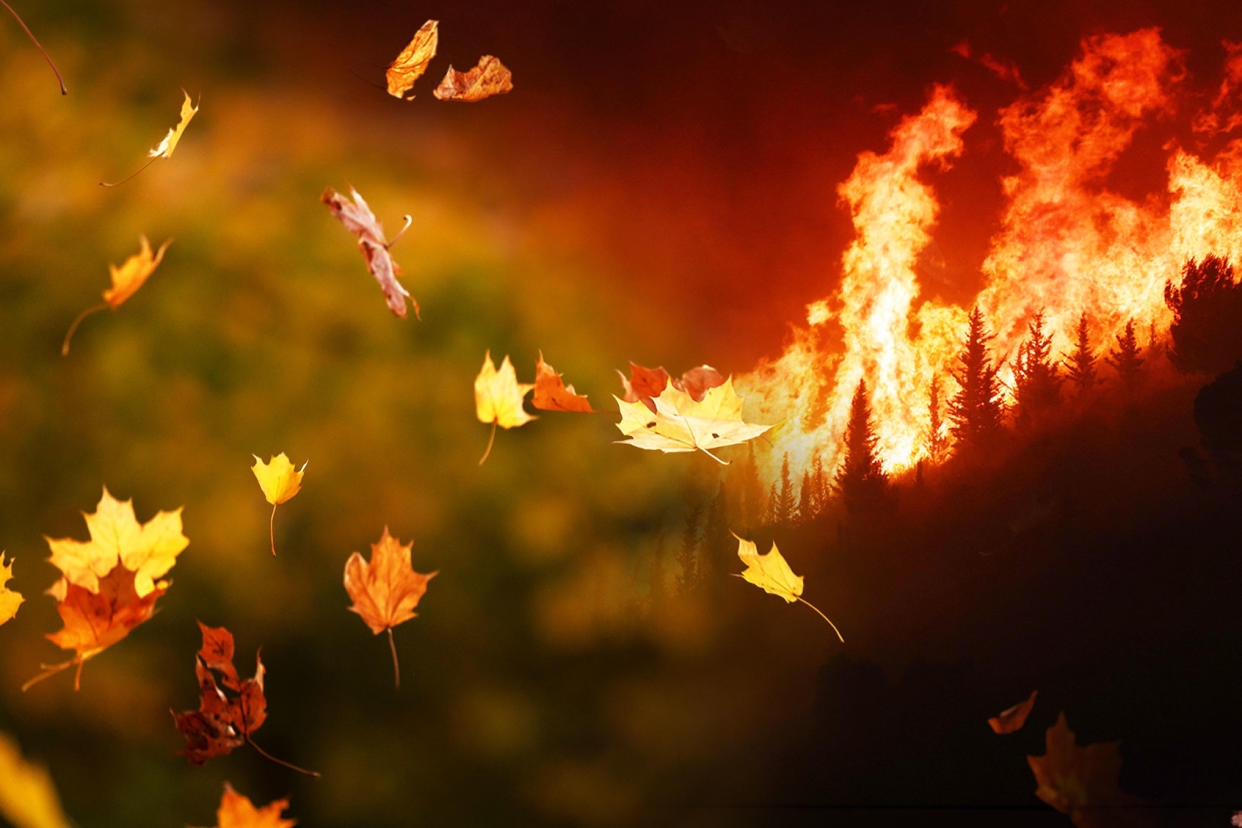 Autumn leaves into wildfire Photo illustration by Salon/Getty Images