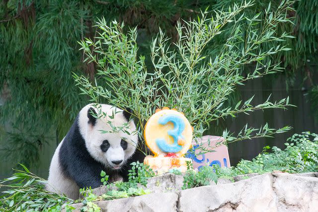 <p>Skip Brown/Smithsonianâ€™s National Zoo and Conservation Biology Institute</p> Xiao Qi Ji celebrates 3rd birthday at Smithsonian's National Zoo