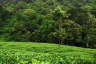 <p>Western ghats in a time of rapid urbanization. 2011 was designated as the international year of forests to up the ante on our understanding and protection of our natural heritage. Text and photo credit <a href="http://amoghavarsha.com/" rel="nofollow noopener" target="_blank" data-ylk="slk:Amoghavarsha;elm:context_link;itc:0;sec:content-canvas" class="link ">Amoghavarsha</a>.</p>