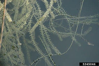 Long stems of hydrilla sprawl out underneath the water.