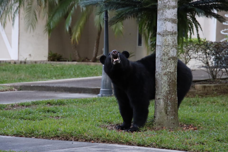 Florida Black Bear in suburban neighborhood