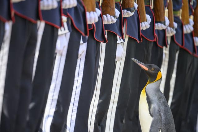 King penguin Nils Olav promotion