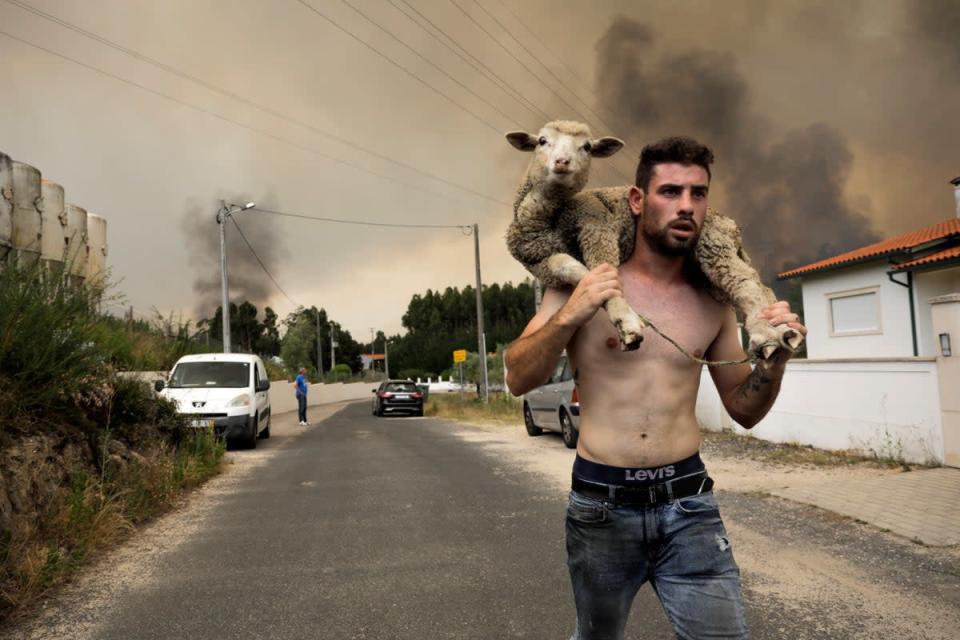 A man carries a sheep on his back during the fire at Boa Vista, Portugal (EPA)