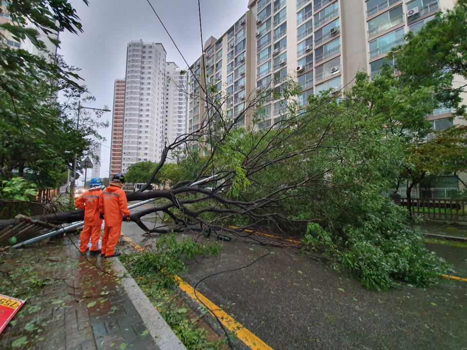 In this Sept. 22, 2019, photo, traffic road is blocked by trees as typhoon Tapah approaches in Busan, South Korea. A powerful typhoon battered southern South Korea, injuring 26 people and knocking out power to about 27,790 houses, officials said Monday. (Cha Keun-ho/Yonhap via AP)
