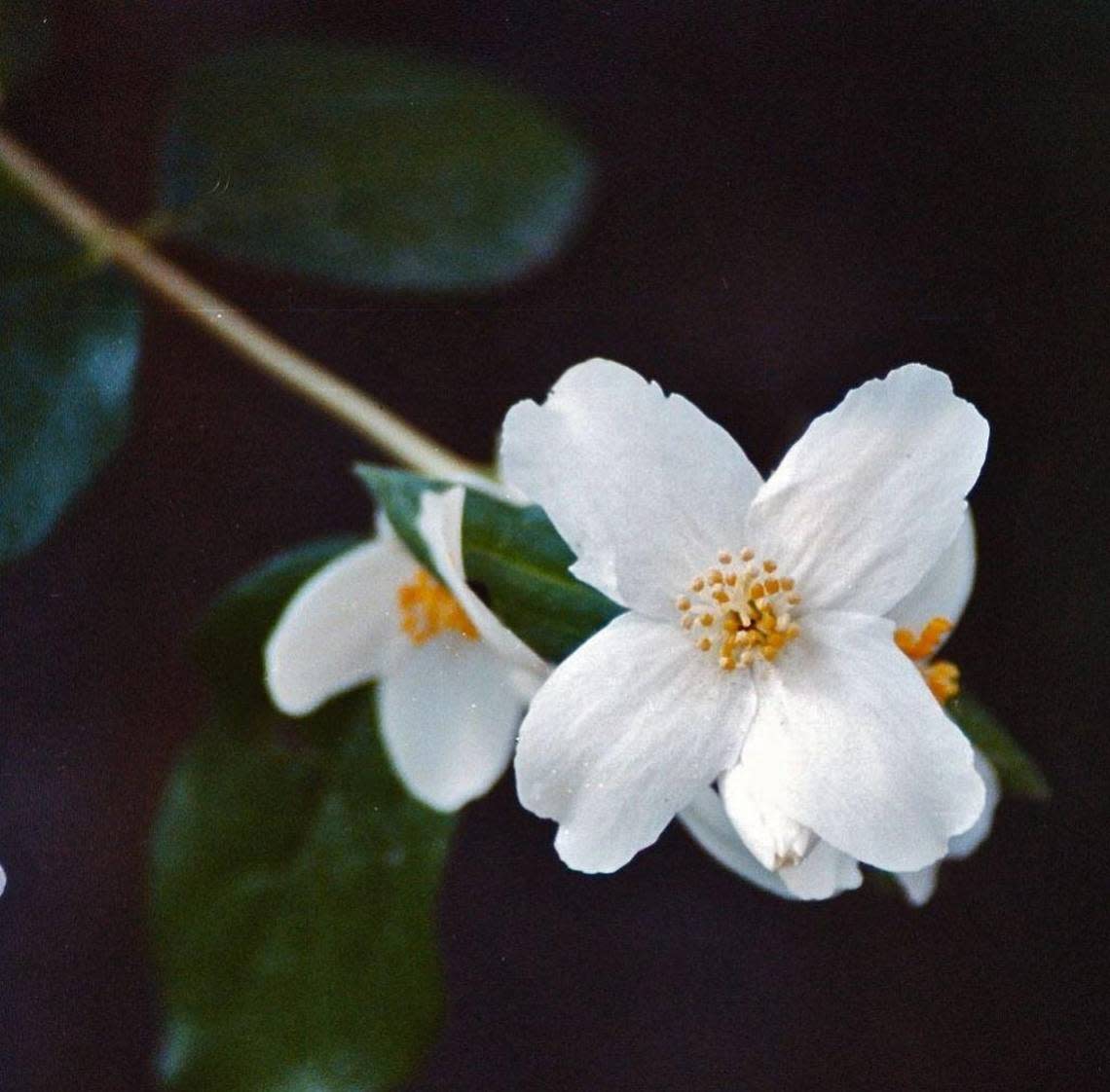 The syringa was collected by Meriwether Lewis during his expedition through Idaho and the rest of the Pacific Northwest.