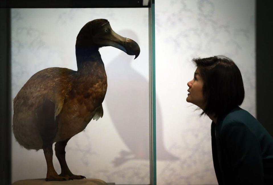 The flightless bird from Mauritiius notably went extinct in the 1600s  (Peter Macdiarmid/Getty Images)