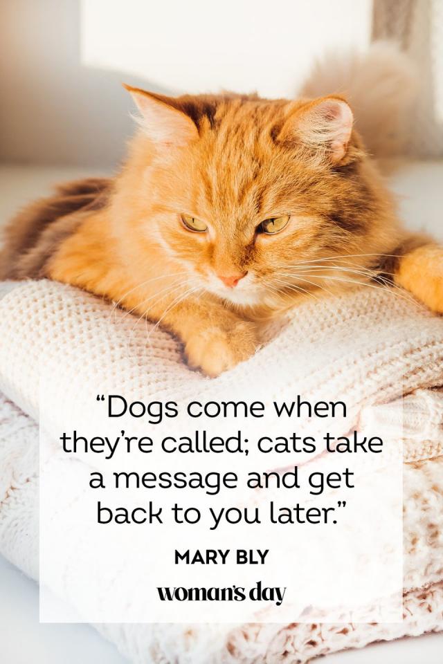 cute dog and cat pictures with captions