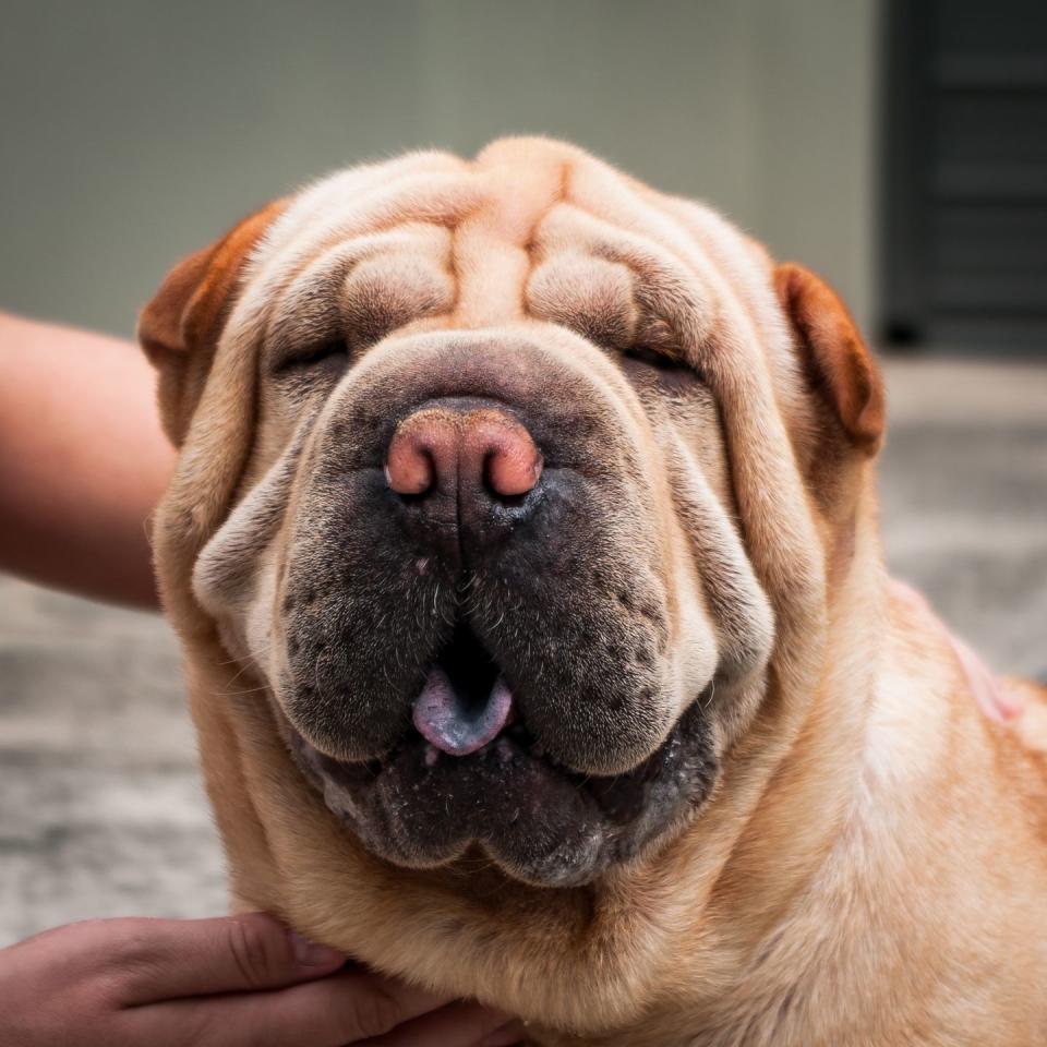 Chinese Shar-Pei