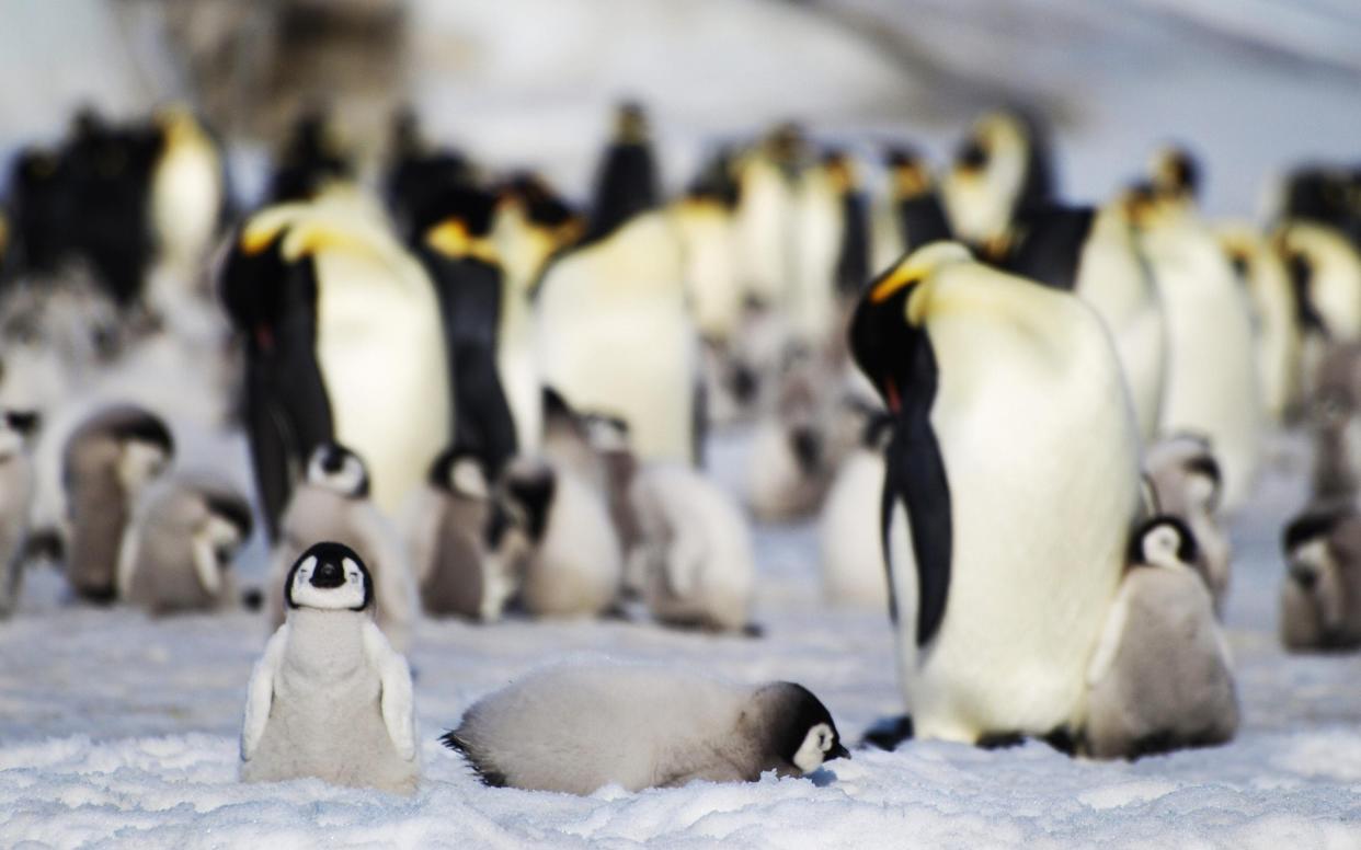 Emperor penguins at Halley Bay, Antarctica  - Peter Fretwell / BAS 