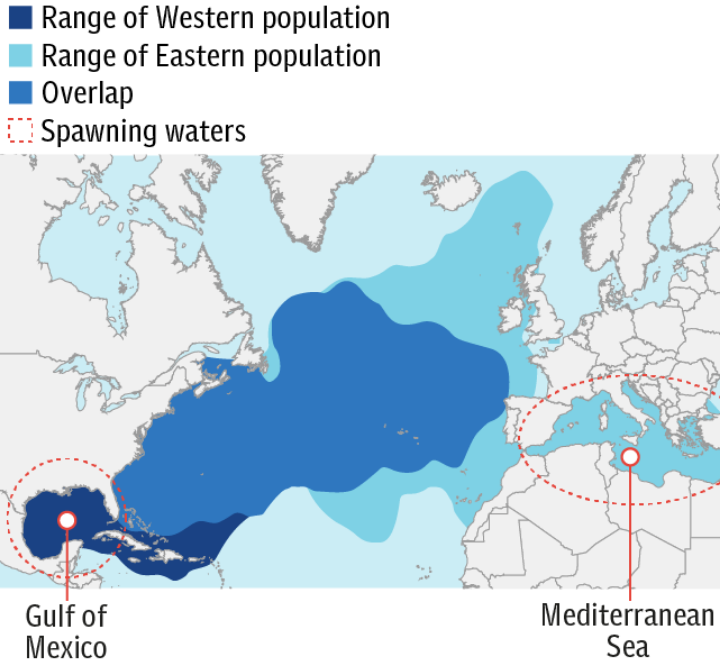 Where tuna are found and breed