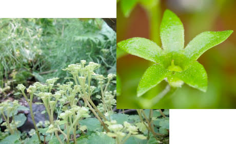 Splash-cup plants have conical flowers that capture raindrops and use the resulting splash to encapsulate and launch seeds. Scientists have just figured out their trick.