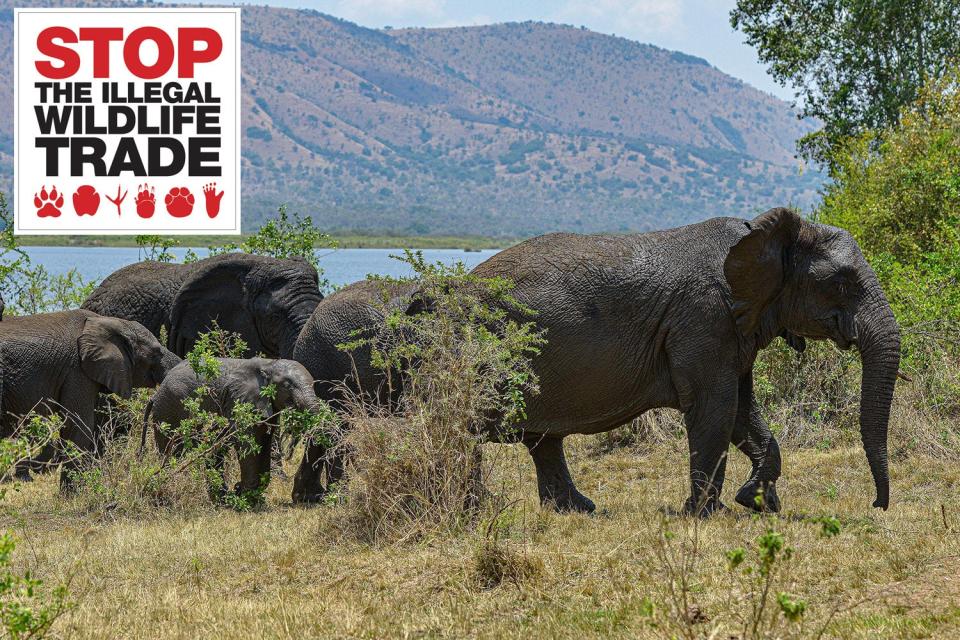 <p>New global outlook: Paul Kagame tells Lord Lebedev conservation is built into his plan to give Rwanda a prosperous future</p> (Alamy)