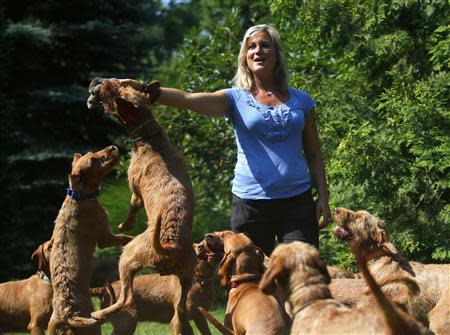 Award-winning kennel owner Zsofia Miczek plays with her Wire-haired Vizslas in Paty, 10 km west of Budapest July 17, 2013. REUTERS/Laszlo Balogh