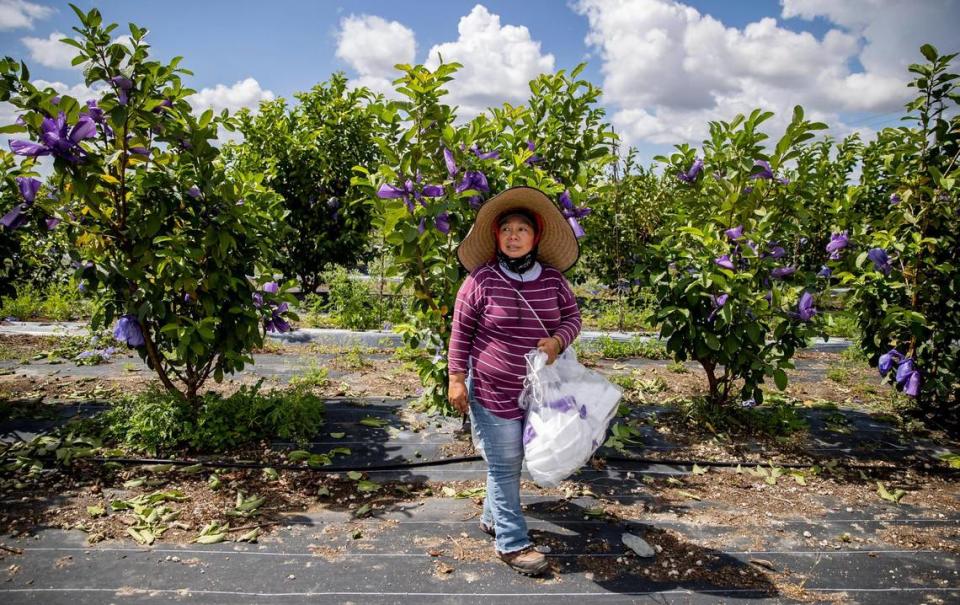 Martha Lopez, 37, looks on while working at a farm on Friday, April 21, 2023, in Homestead, Fla. MATIAS J. OCNER/mocner@miamiherald.com