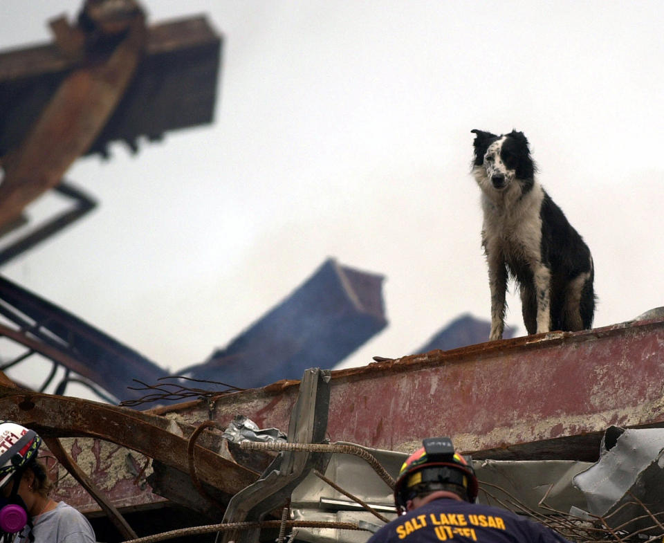 Cowboy, a black-and-white Border Collie searches for victims in the rubble of the New York's World Trade Center for the Federal Emergency Management Agency, in this Sept. 21, 2001 file photo. Scientists have spent years studying the health of search and rescue dogs that nosed through the debris at ground zero, and to their surprise, they have found no sign of major illness in the animals. (AP Photo/Alan Diaz, File)
