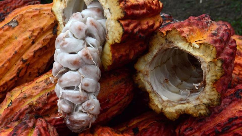 cacao