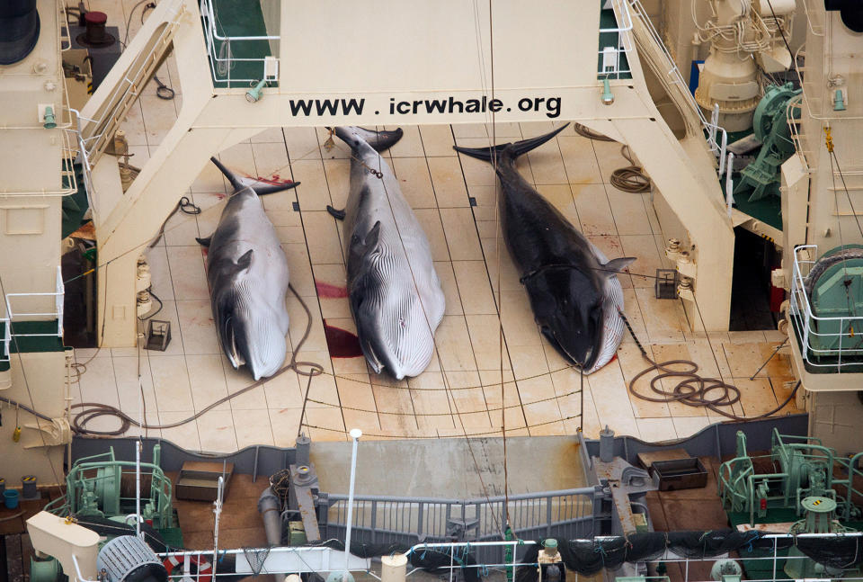 FILE - In this Jan. 5, 2014 file photo and released by Sea Shepherd Australia, three dead mink whales lie on the deck of the Japanese whaling vessel Nisshin Maru, in the Southern Ocean. The greatest threat to Japan’s whaling industry may not be the environmentalists harassing its ships or the countries demanding its abolishment, but Japanese consumers. The amount of whale meat stockpiled for lack of buyers has nearly doubled over 10 years, even as anti-whaling protests helped drive catches to record lows. More than 2,300 mink whales worth of meat is sitting in freezers while whalers still plan to catch another 1,300 whales per year. Uncertainty looms ahead of an International Court of Justice ruling expected Monday, March 27, 2014 over a 2010 suit filed by Australia, which argues that Japan’s whaling - ostensibly for research - is a cover for commercial hunts. (AP Photo/Sea Shepherd Australia, Tim Watters) NO SALES