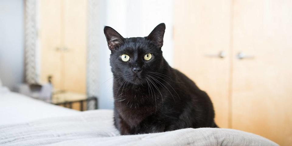 Giles the cat received the Hambone Award for his story of being crammed inside a sofa bed, according to a Nationwide news release.