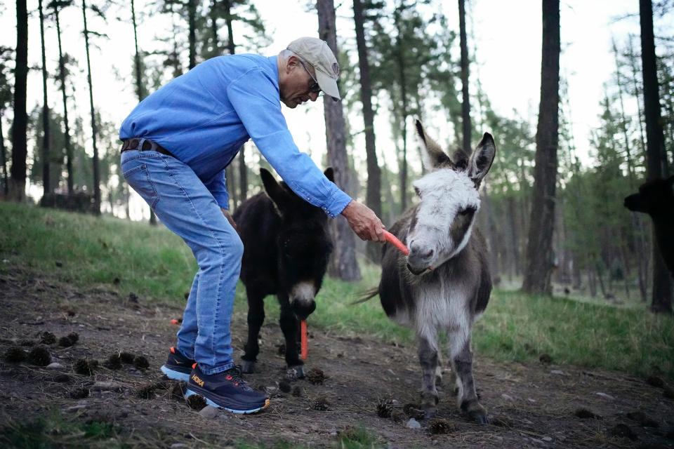 Jack Hanna feeds carrots to the donkeys and alpaca on his farm in Bigfork, Mont. on May 1, 2023. Due to his declining health, the family put the farm on the market that day. 