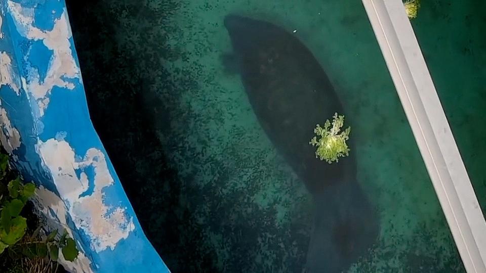 Romeo the manatee is shown here in a screenshot of a viral video that sparked calls for his relocation from Miami Seaquarium.
