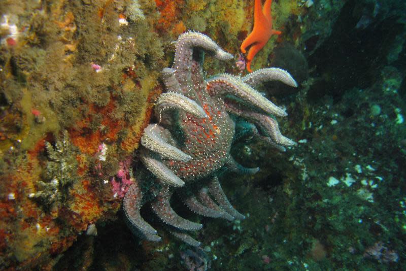 A sunflower sea star with sea star wasting syndrome.