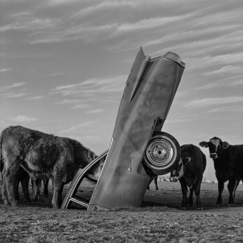 Cadillac Ranch Grazing, 1986.