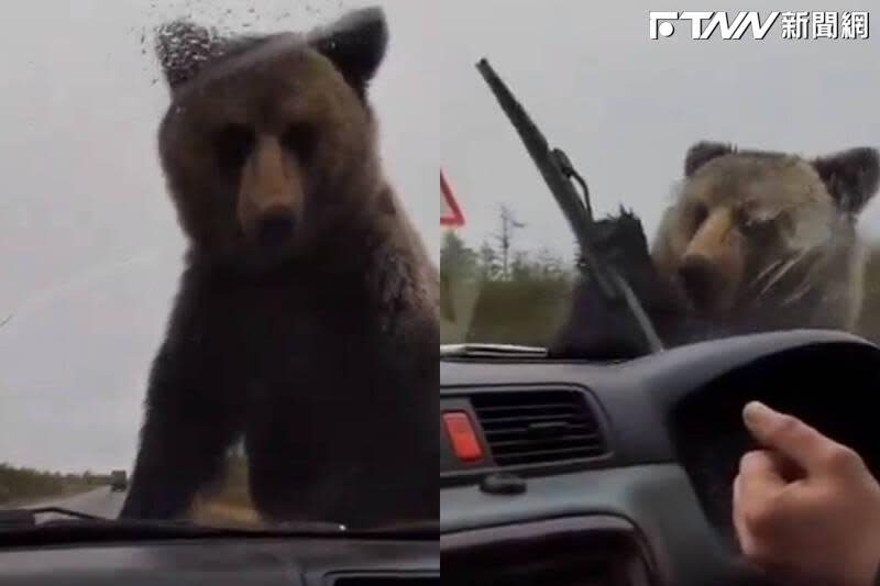 俄羅斯棕熊騷擾拋錨車輛。（圖／翻攝Ｘ／Russian Market）