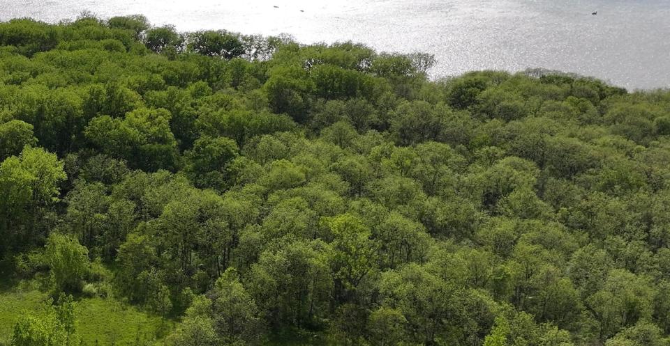 An overhead drone view of a forested part of Ojibway Shores on the Detroit River.