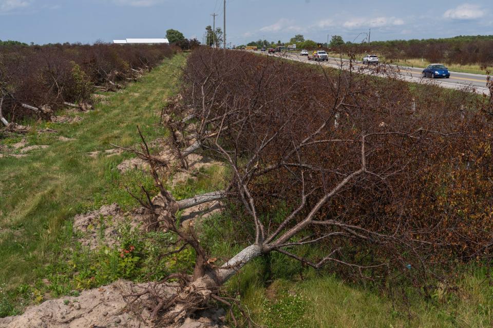 Dead cherry trees line the side of U.S. 31 in Williamsburg as vehicles drive past Pulcipher Orchards on Friday, July 14, 2023.