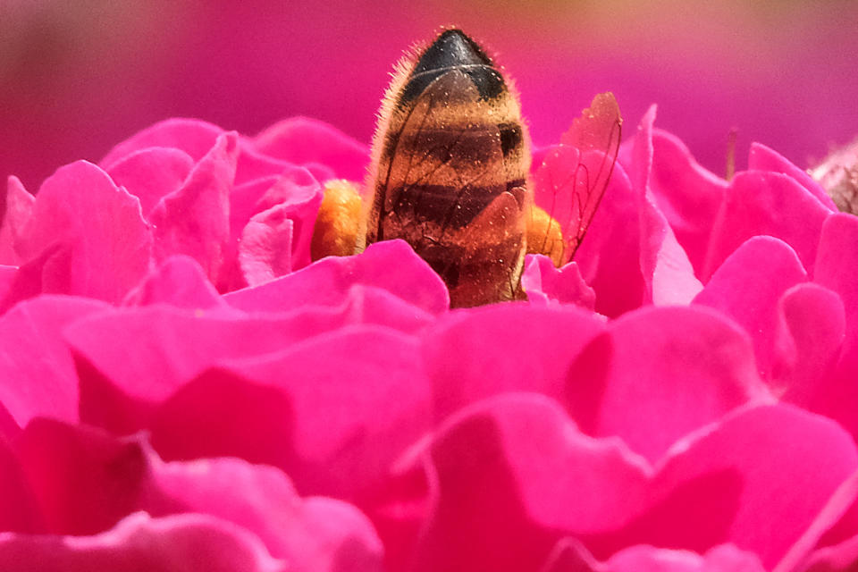 Avec l’arrivée du printemps, les premières fleurs offrent à l’abeille leur nectar et leur pollen. (Photo : Yuri KADOBNOV / AFP)