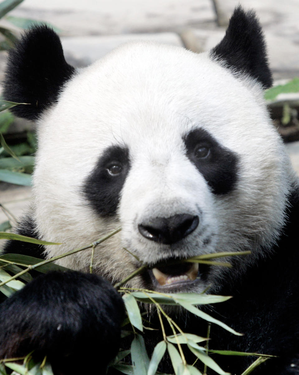 File- In this April 4, 2007. file photo, a male panda named Chuang Chuang chews bamboo leaves inside its cage at the Chiang Mai zoo in Chiang Mai province, northern Thailand. Officials said Chuang Chuang collapsed Monday, Sept. 16, 2019, in his enclosure at the Chiang Mai Zoo shortly after standing up following a meal of bamboo leaves. (AP Photo/Apichart Weerawong, File)