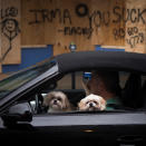 <p><strong>Tampa</strong><br>Dogs look out of a vehicle as residents survey damage from Hurricane Irma in Downtown Tampa, Fla., Sept. 11, 2017. (Photo: Adrees Latif/Reuters) </p>