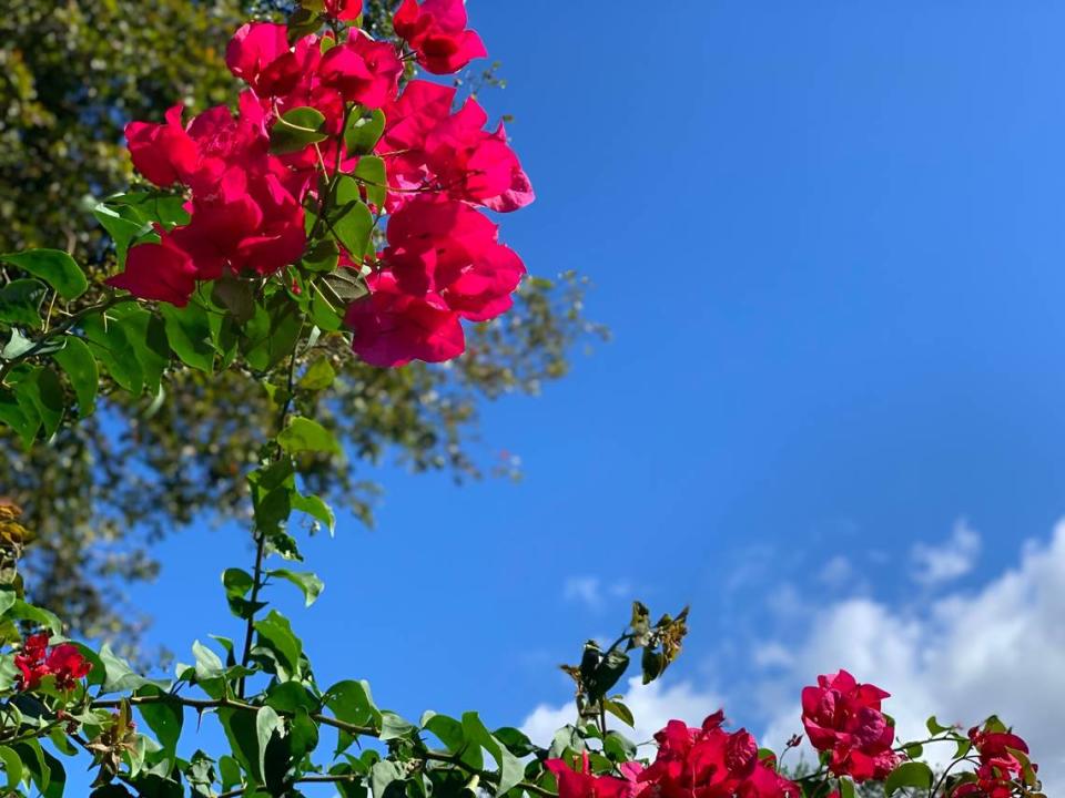 Gorgeous weather, sunny skies and mild temperatures for South Florida from Dec. 8-14, 2022, according to the National Weather Service in Miami.