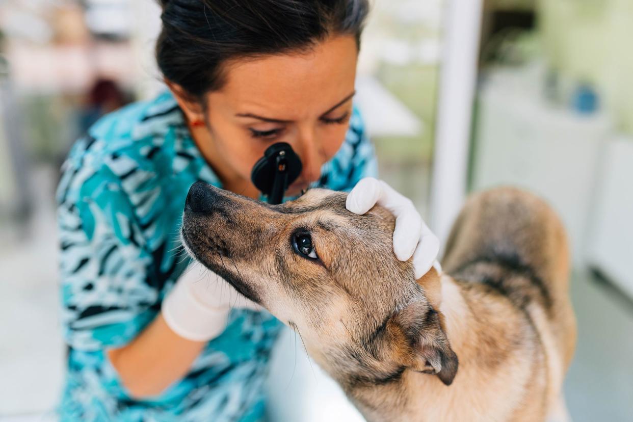 vet checking dog's eye at pet hospital