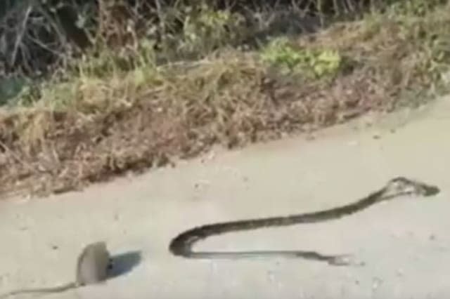 Mother rat filmed saving its baby from jaws of a snake