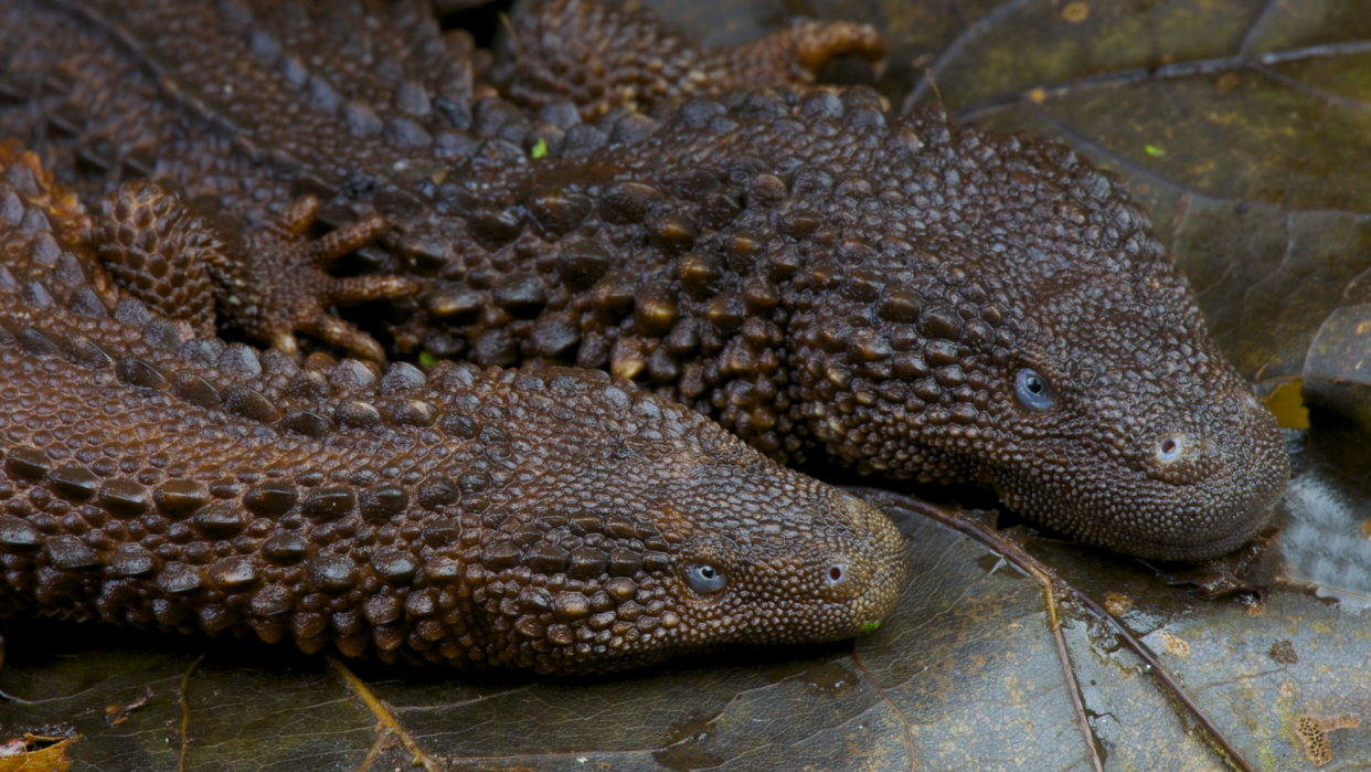  Two scaly earless monitor lizards sit together side by side on top of some leaves. 